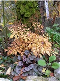 Astilba i Heuchera